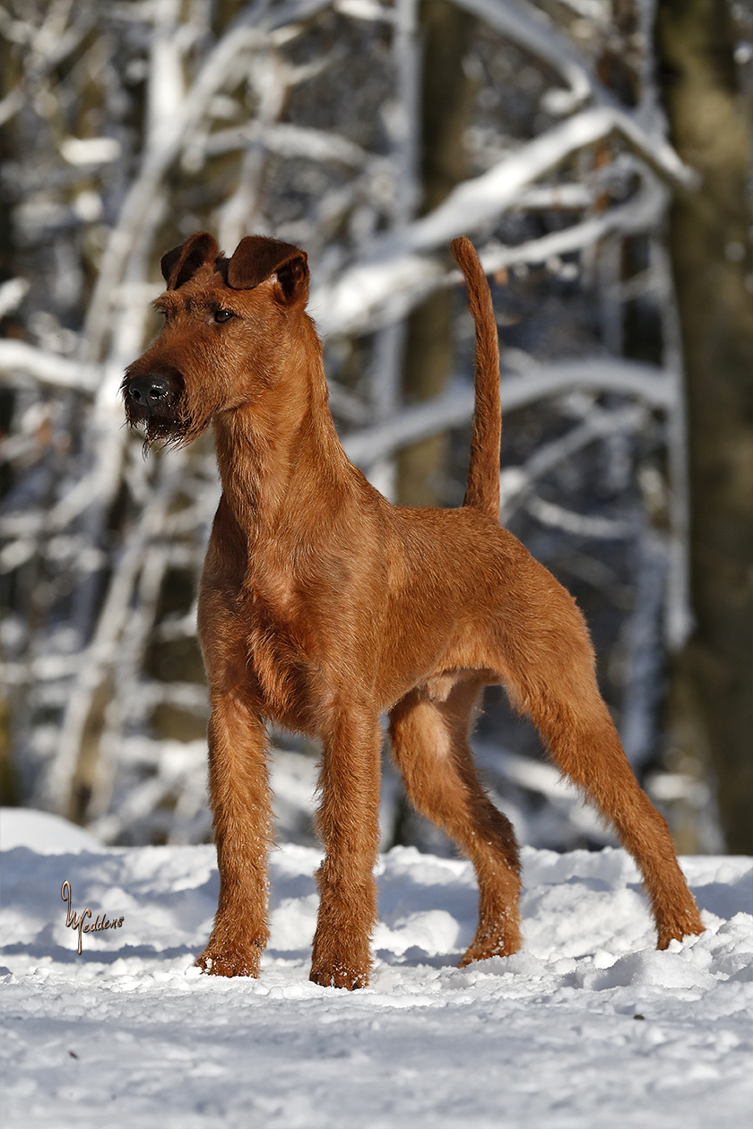 Trooper von der Emsmühle