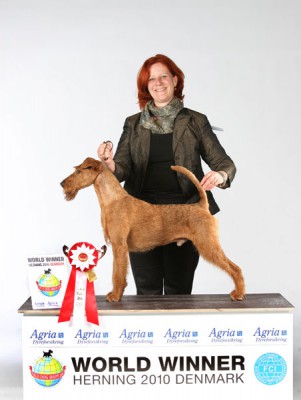 Merrymac Copyright (Dearg Madra´s Eli Eli Oh x Merrymac Lacking Nothing) Weltsieger & Rassebester Irish Terrier & Group Finalist handled by Karina Grüttner