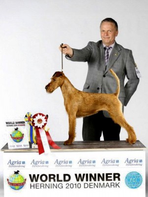 Irish Fellow Fairytale (Uriel von der Emsmühle x La Palma von der Emsmühle) Weltsiegerin & Beste Hündin handled by Robert Hache