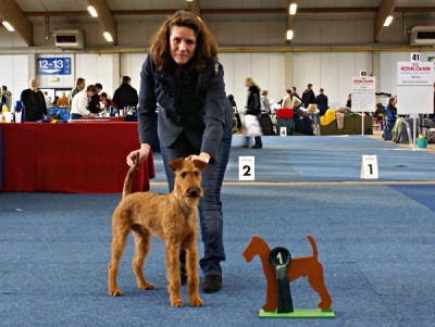 Sir Charles von der Emsmühle (Napoletano von der Emsmühle x Irish Fellow Empire) Besitzer: Heike Ottensmeier Präsentation: Sabine Meister