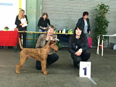 Rassebester Irish Terrier Shane Mc Gowan von der Emsmühle (Napoletano vonder Emsmühle x Irish Fellow Empire) Richterin: Frau Kremser (SLO)