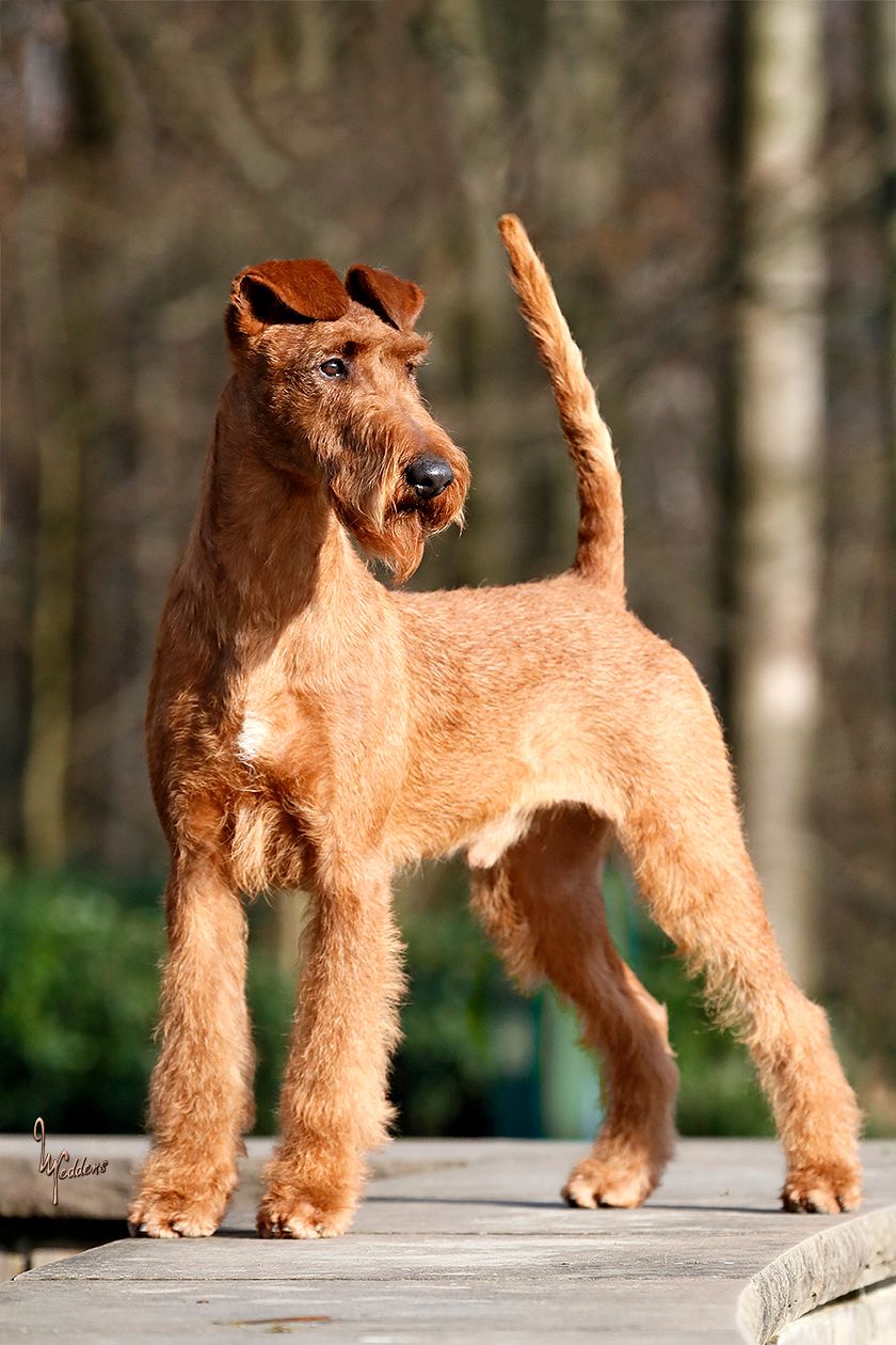 Louis von der Emsmühle Louis von der Emsmühle