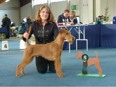 Rassebester Irish Terrier Napoletano von der Emsmühle (Merrymac Copyright x Gabbana von der Emsmühle) gehandelt von Sabine Meister
