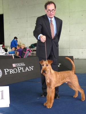 Irish Fellow Kennedy (Maximo von der Emsmühle x Irish Fellow Brooklyn)  EUROPAJUGENDSIEGER