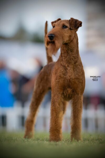 Uranus von der Emsmühle