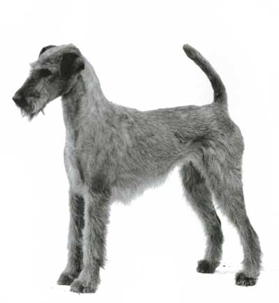 Ch. Aphrodite von der Emsmühle Ch. Aphrodite von der Emsmühle