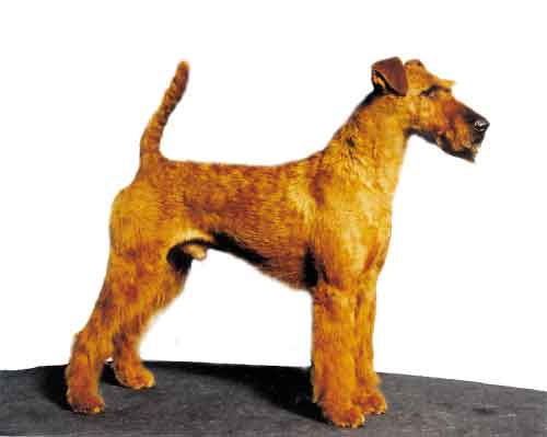Ch. Bonaparte von der Emsmühle „Nappo“ Ch. Bonaparte von der Emsmühle „Nappo“