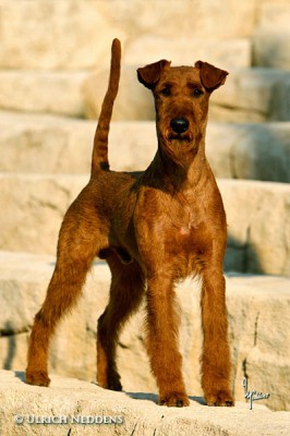 Maximo von der Emsmühle