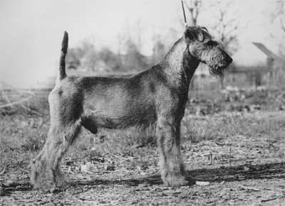 Ch. Santiago von der Emsmühle Ch. Santiago von der Emsmühle